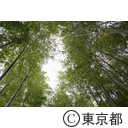 竹林公園