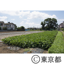 東京の農業 えだまめ
