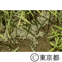 東京の農業 稲作