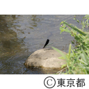 東京の農業 稲作