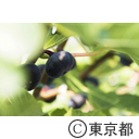 東京の農業 イチジク