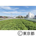 東京の農業 落花生