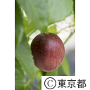 東京の農業 パッションフルーツ