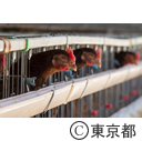 東京の農業 畜産（公財）東京都農林水産振興財団青梅庁舎