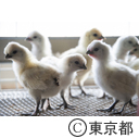 東京の農業 畜産（公財）東京都農林水産振興財団青梅庁舎
