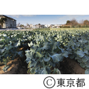 東京の農業 ブロッコリー