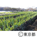 東京の農業 拝島ネギ