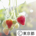 東京の農業 いちご農園