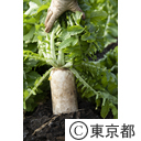 東京の農業 大蔵大根