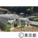 東京の農業 山葵田