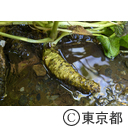 東京の農業 山葵田
