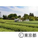 東京の農業 都市農業「狭山茶茶畑」