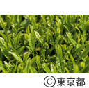 東京の農業 都市農業「狭山茶茶畑」