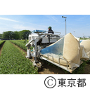 東京の農業 都市農業「狭山茶茶畑」