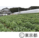 東京の農業 伝統野菜「のらぼう菜」