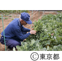 東京の農業 伝統野菜「のらぼう菜」