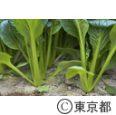 東京の農業 都市農業「小松菜・しんとり菜」