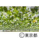 東京の農業 ブドウ（粒抜き）