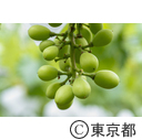 東京の農業 ブドウ（粒抜き）