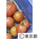 東京の農業 トマト