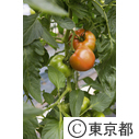 東京の農業 トマト