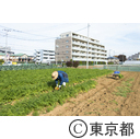 東京の農業 馬込三寸ニンジン