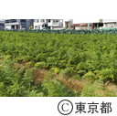 東京の農業 馬込三寸ニンジン