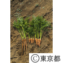 東京の農業 馬込三寸ニンジン