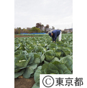 東京の農業 キャベツ