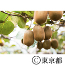 東京の農業 キウイフルーツ