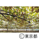 東京の農業 キウイフルーツ