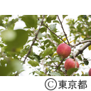 東京の農業 リンゴ