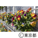 東京の農業 ハンキング