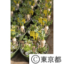 東京の農業 春の七草