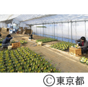 東京の農業 春の七草