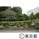 武蔵国分寺公園の花壇