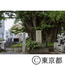 善福寺のイチョウ
