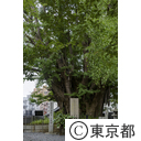 善福寺のイチョウ
