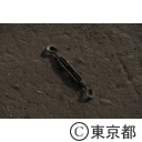 旧築地市場解体