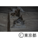 旧築地市場解体