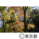 深大寺の紅葉