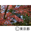 深大寺の紅葉