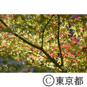 深大寺の紅葉