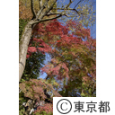 深大寺の紅葉