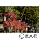 深大寺の紅葉