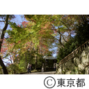 深大寺の紅葉