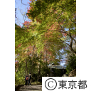 深大寺の紅葉