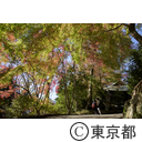 深大寺の紅葉