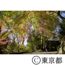 深大寺の紅葉