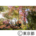 深大寺の紅葉